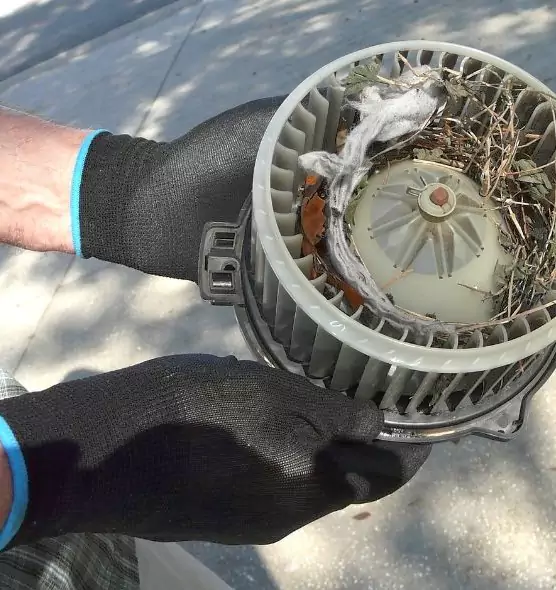 About Air Duct Mice Removal in Kingsland, GA